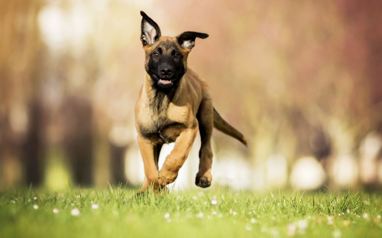 Щенок бельгийской овчарки малинуа бежит по зеленой траве