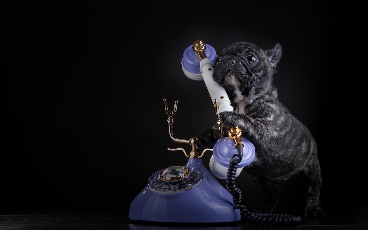 Щенок французского бульдога с телефоном