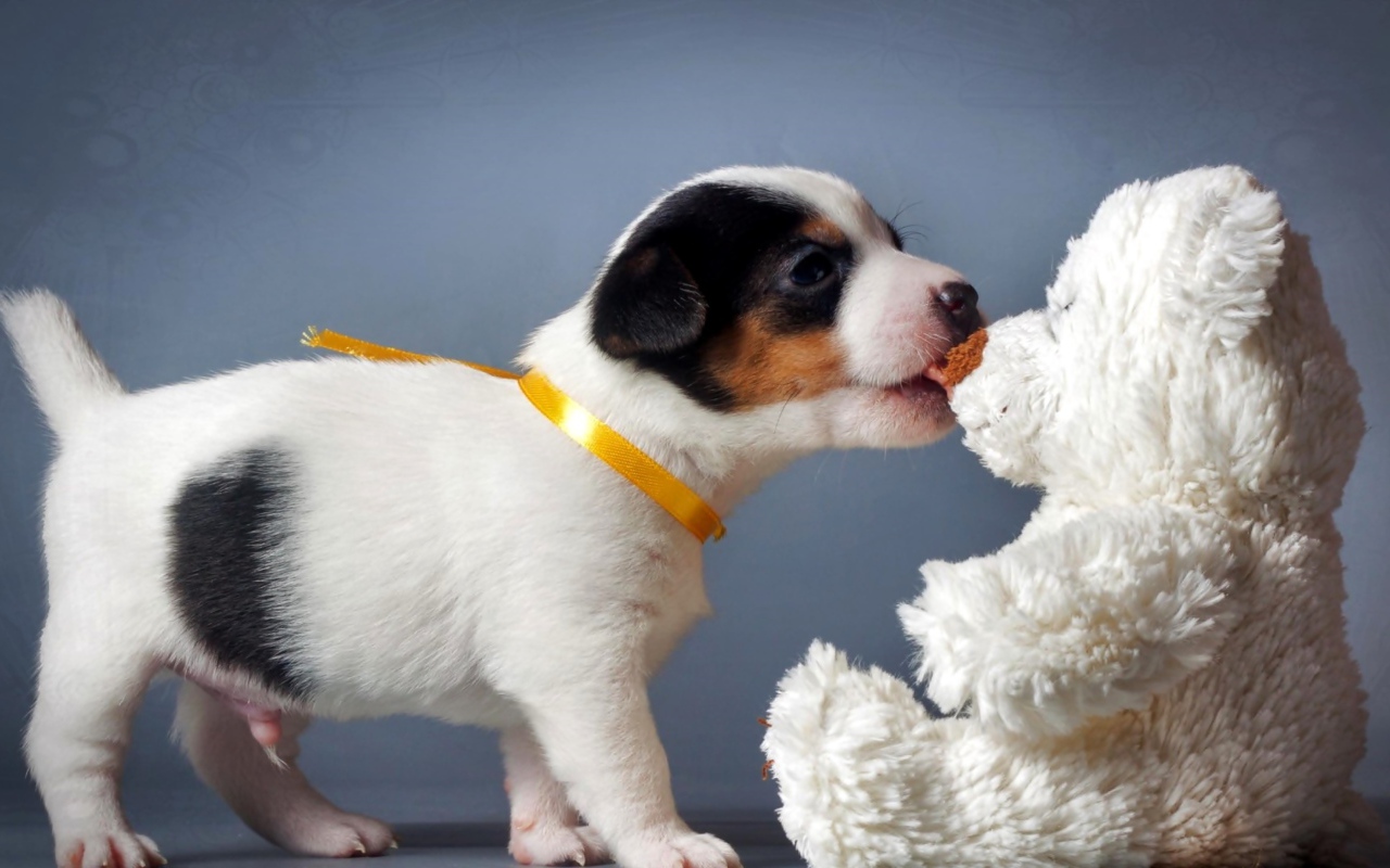 Щенок Джек-рассел-терьера кусает белого плюшевого мишку 