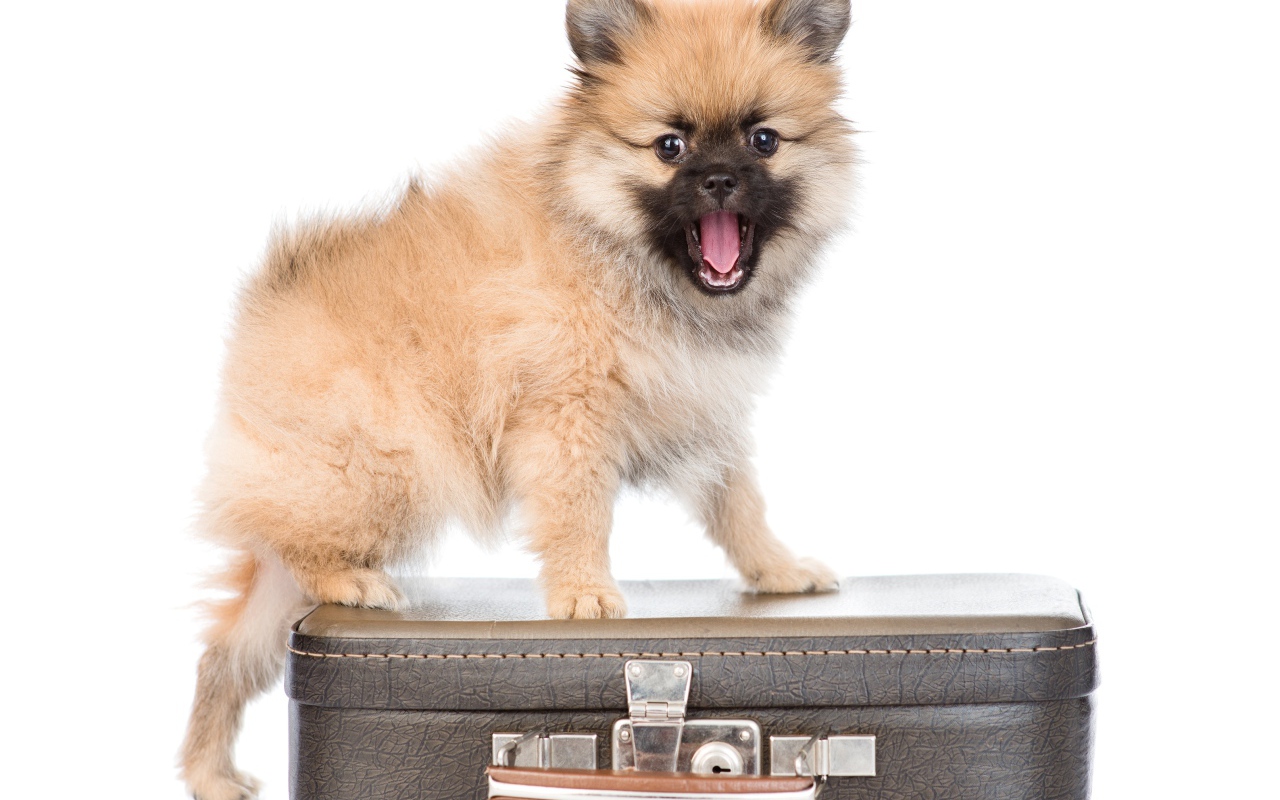 Щенок шпиц стоит на чемодане на белом фоне