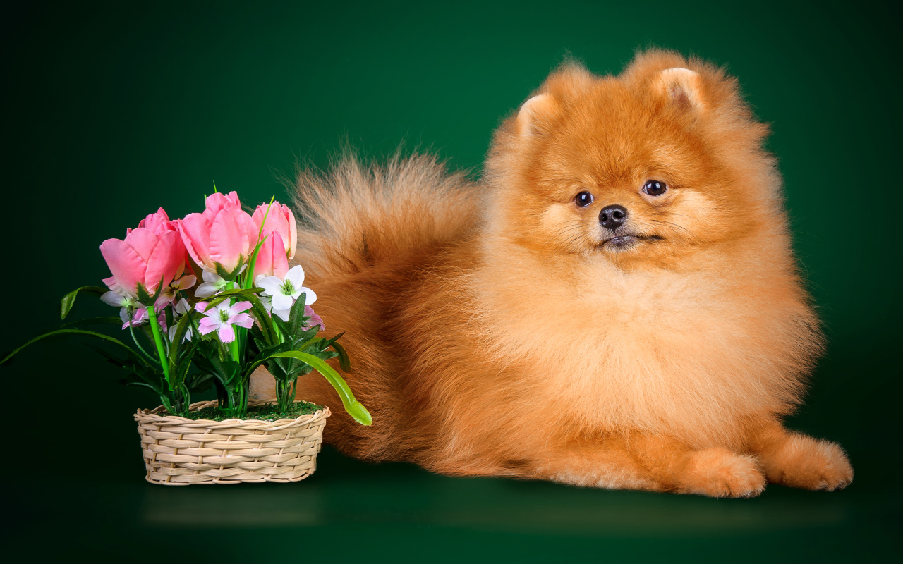 Рыжий шпиц на зеленом фоне