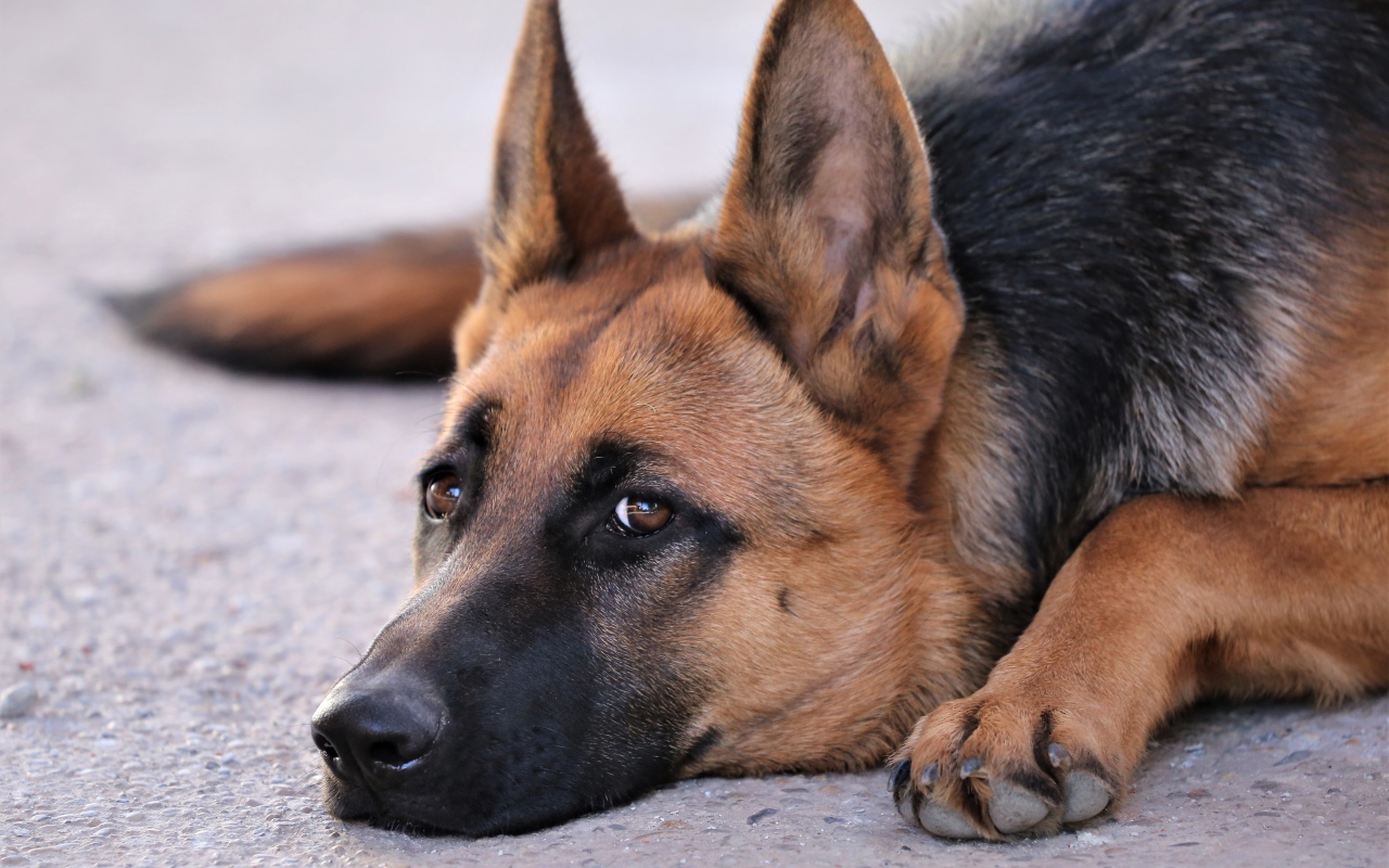 Грустная немецкая овчарка лежит на асфальте 