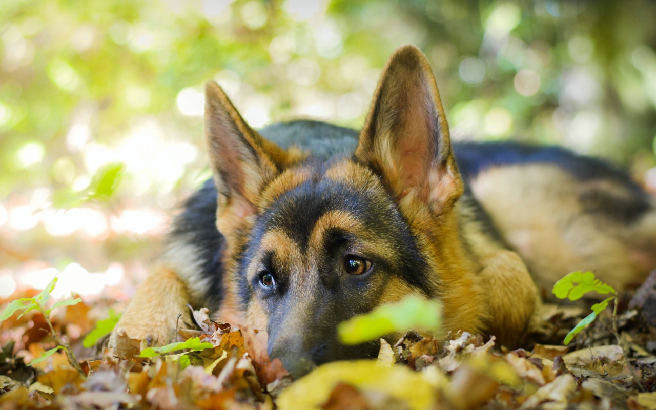 Грустная собака породы немецкая овчарка лежит на сухой листве