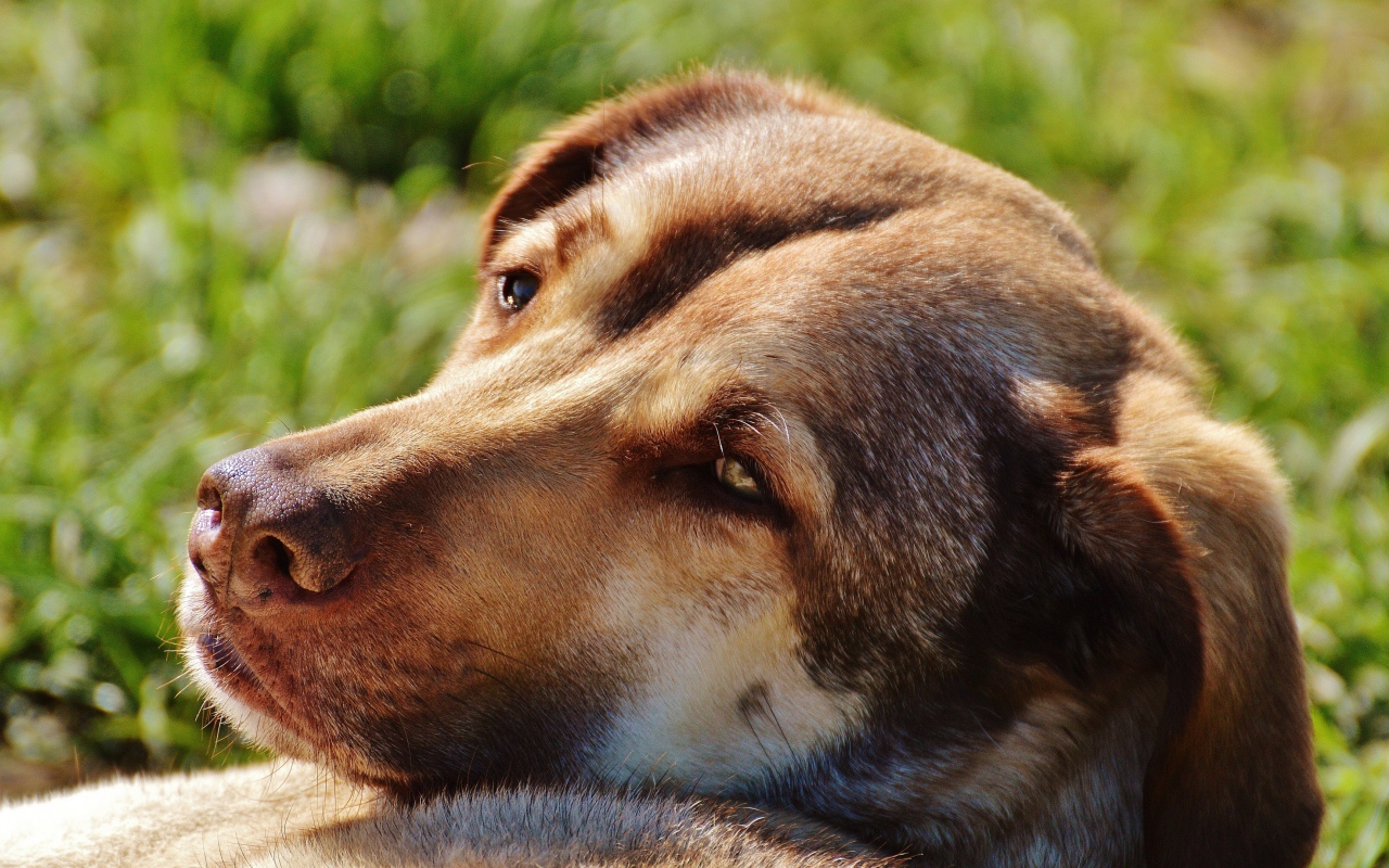 Грустная собака отдыхает на зеленой траве
