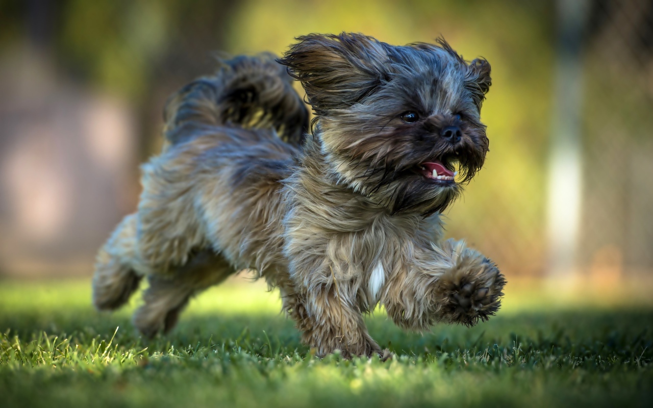 Щенок Ши-тцу бежит по зеленой траве