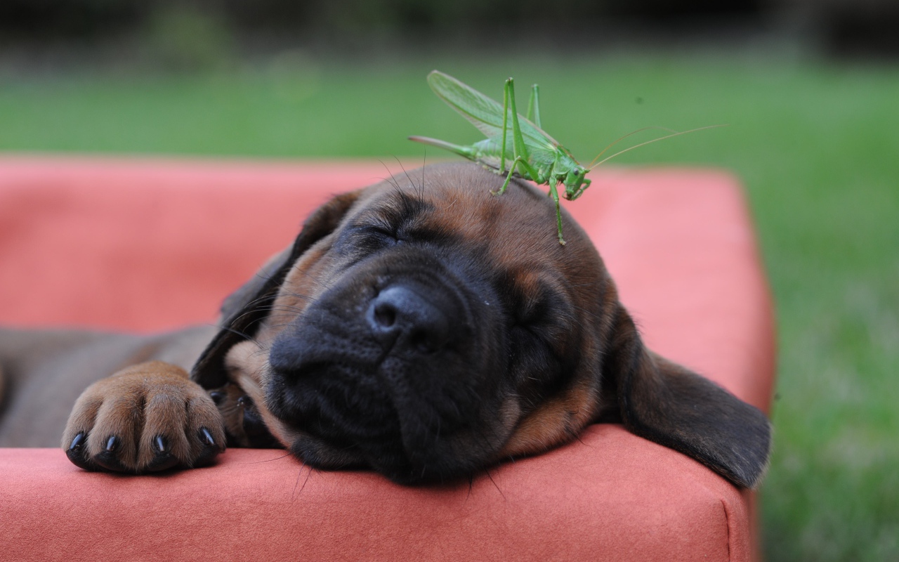 Спящий щенок бульмастифа с зеленым кузнечиком на голове
