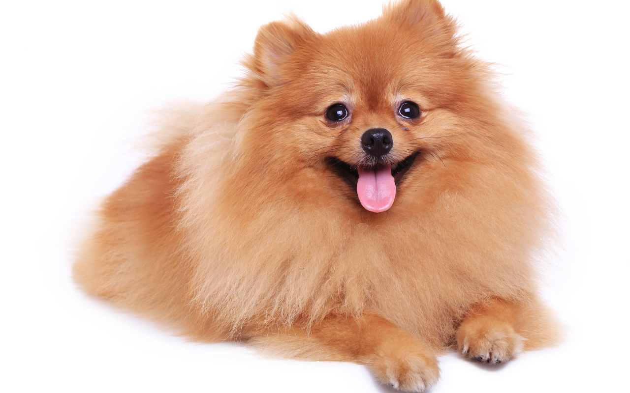 Шпиц с высунутым языком на белом фоне