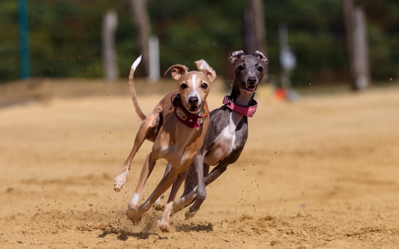 Две собаки породы грейхаунд бегут по песку 