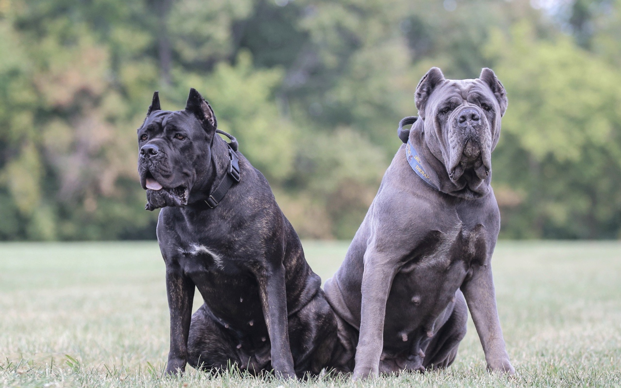 Два больших пса породы Кане-корсо на траве