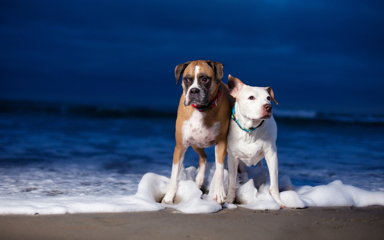 Две собаки гуляют по берегу моря по пене