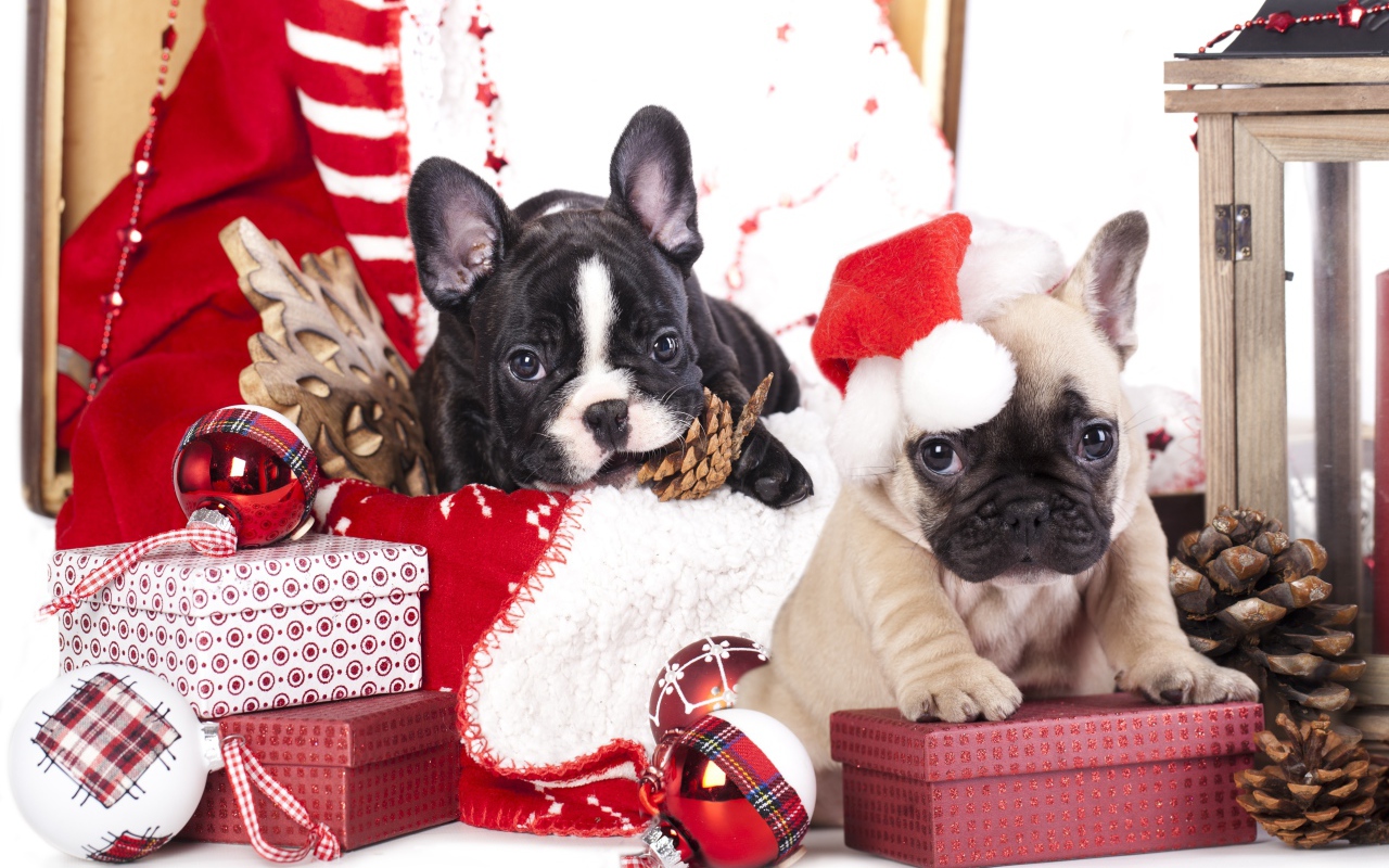 Два щенка французского бульдога на новогодних подарках