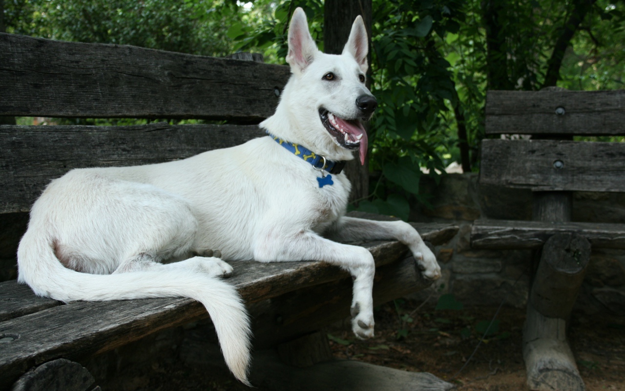 Белая швейцарская овчарка лежит на деревянной лавке