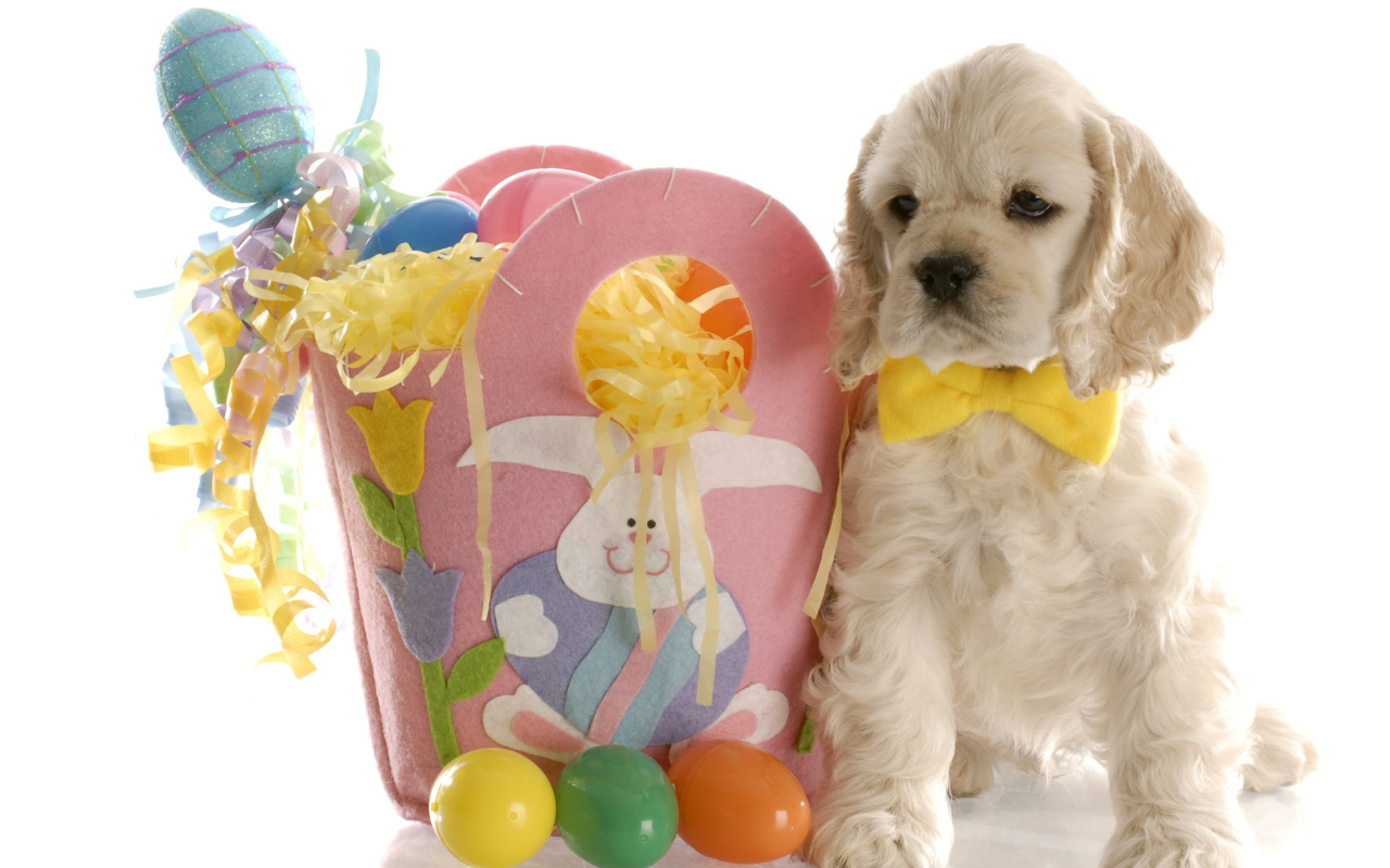 Белый щенок спаниеля с корзиной яиц на Пасху