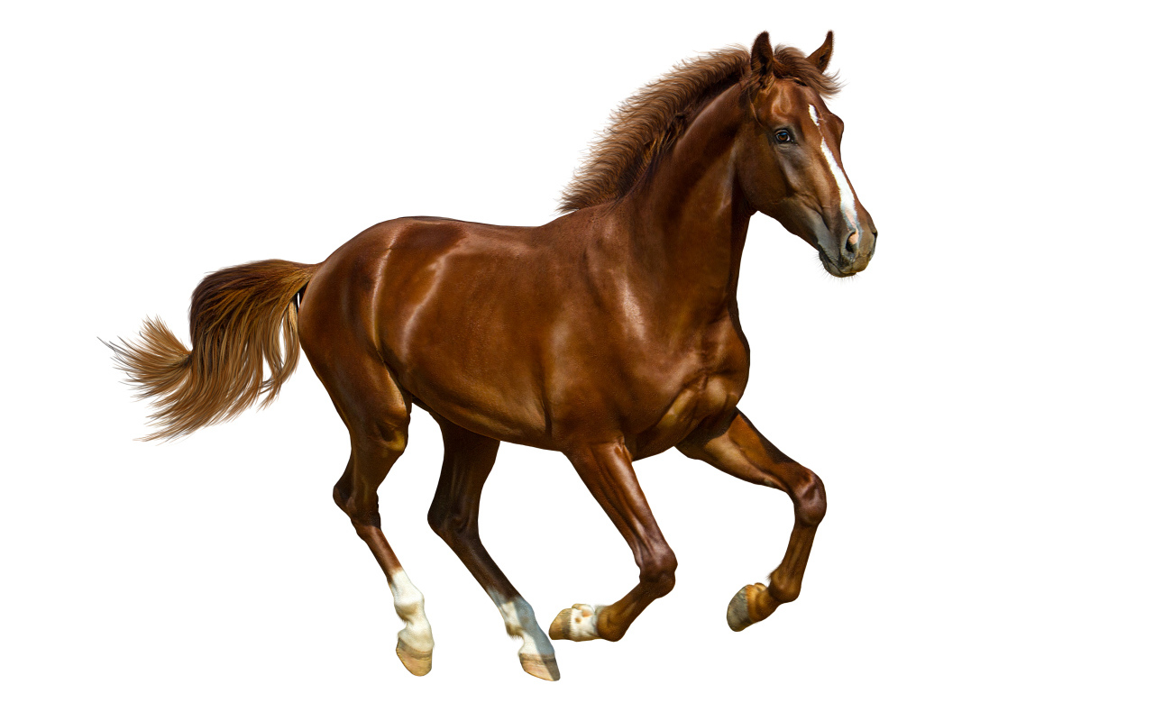 Коричневый красивый конь на белом фоне 
