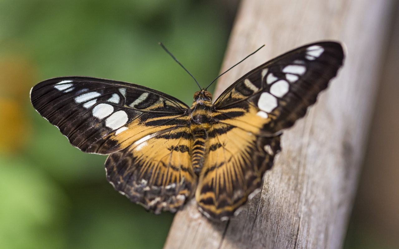 Большая бабочка сидит на дереве