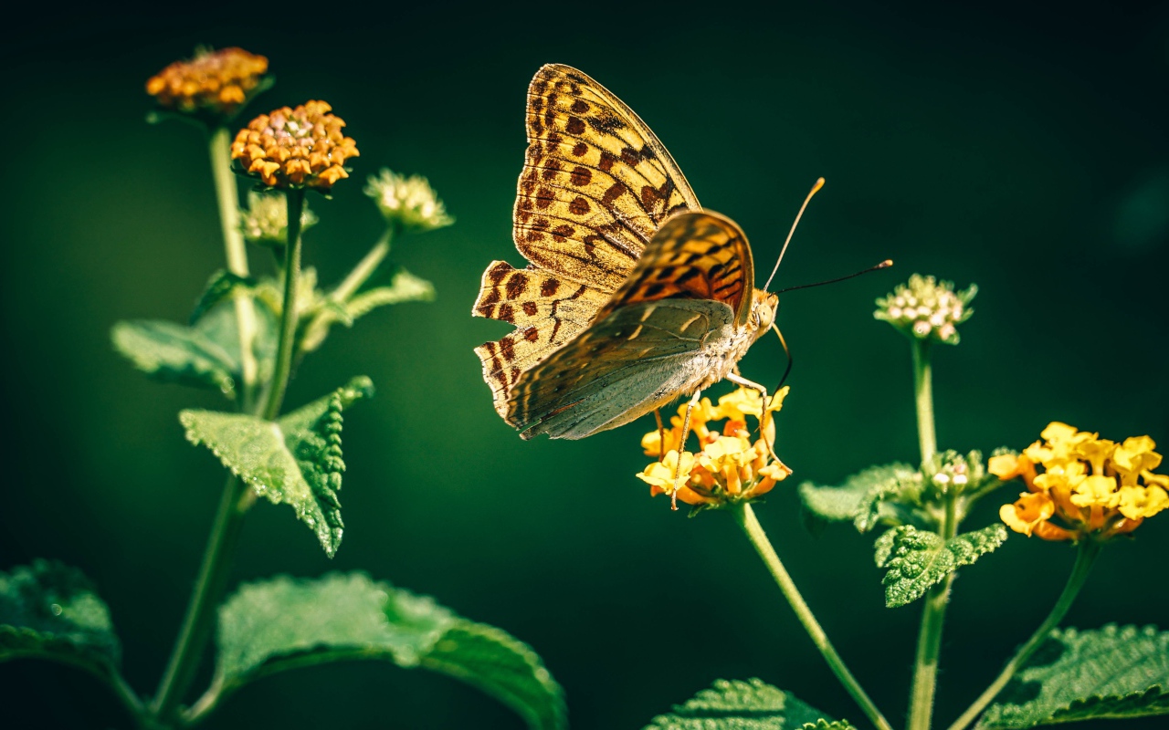 Красивая бабочка на оранжевом цветке