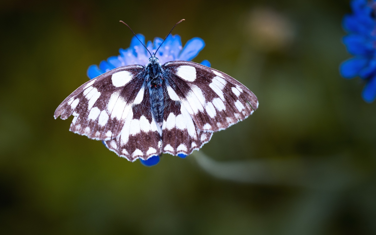 Бабочка на синем цветке крупным планом
