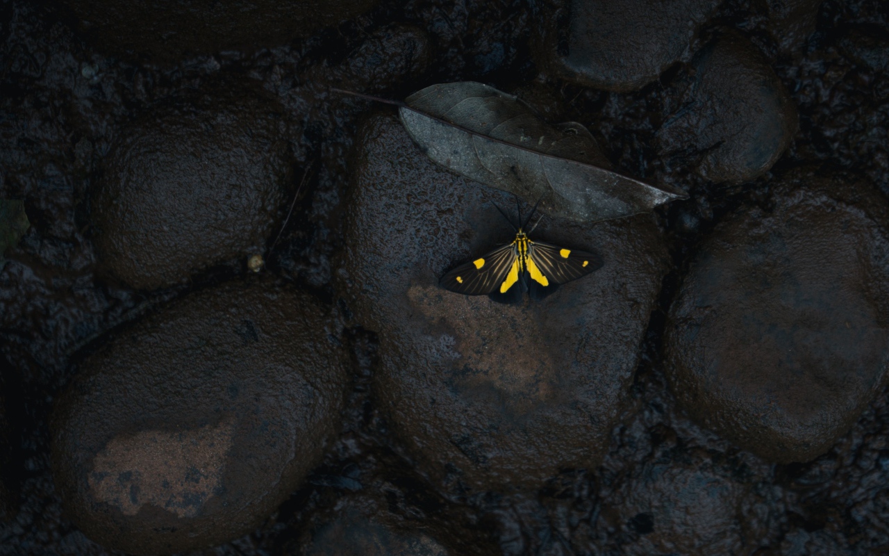 Маленькая бабочка на мокрых черных камнях