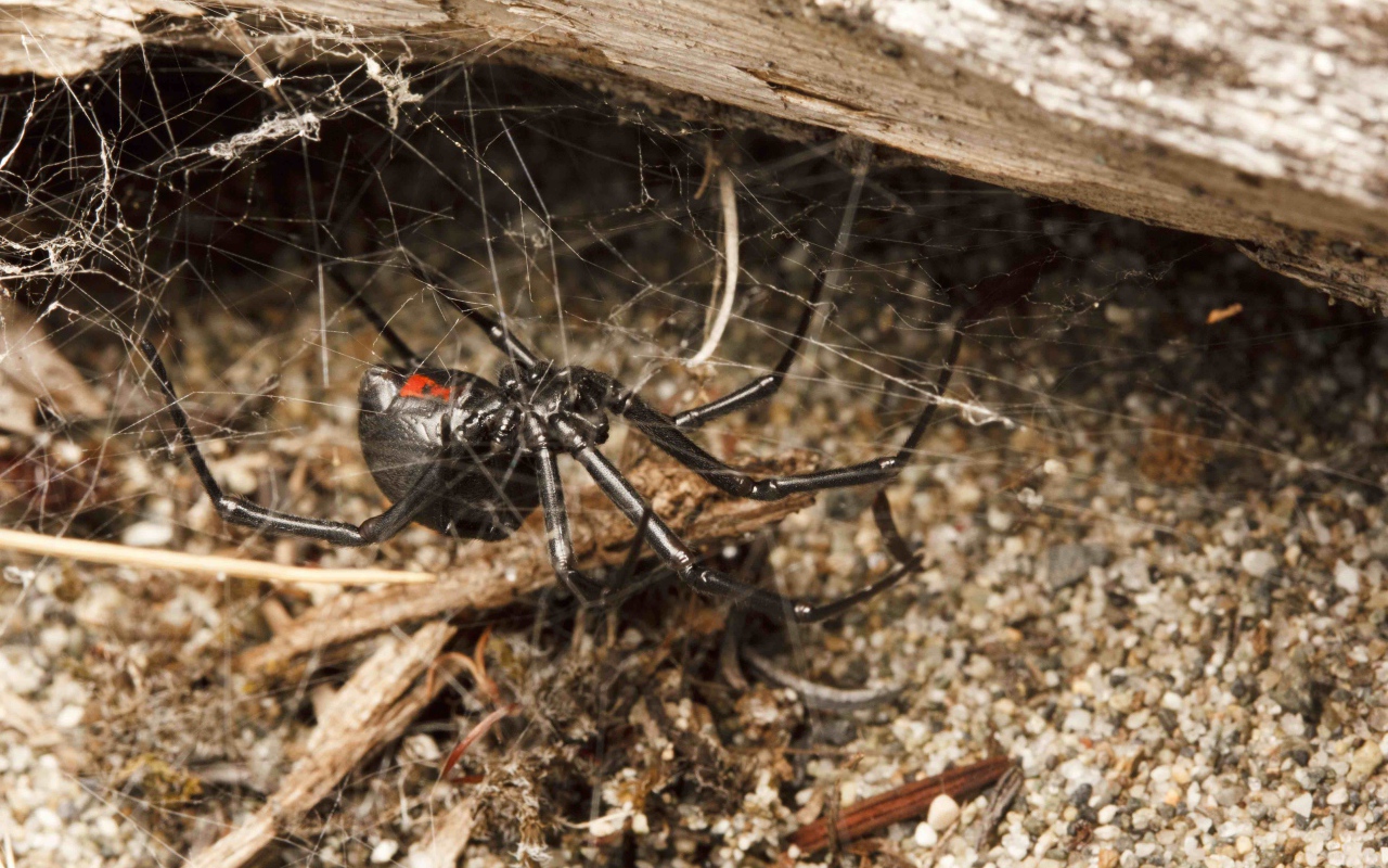 Большой черный паук на паутине