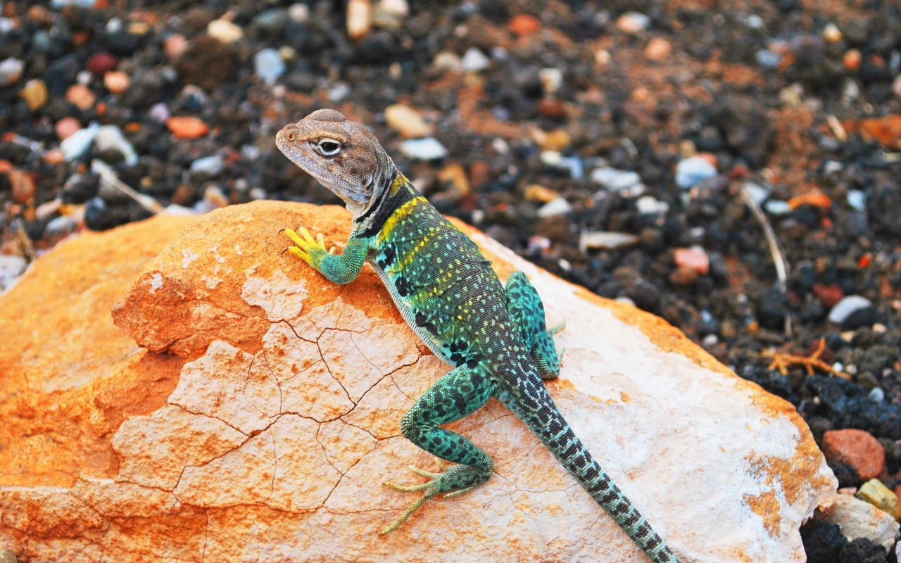 Красивая ошейниковая игуана на камне