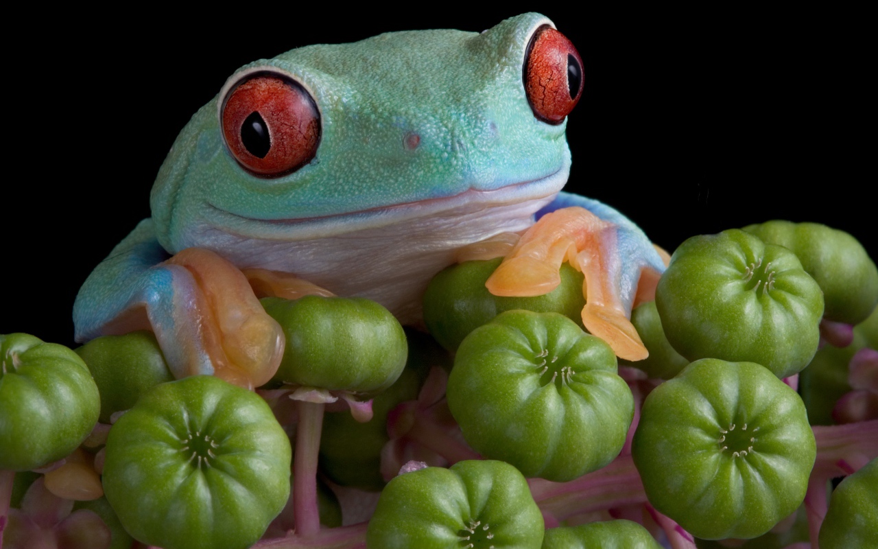 Большая зеленая лягушка с красными глазами