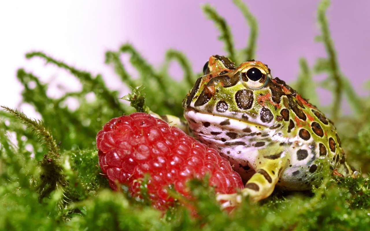 Рогатая жаба с большой спелой ягодой малины