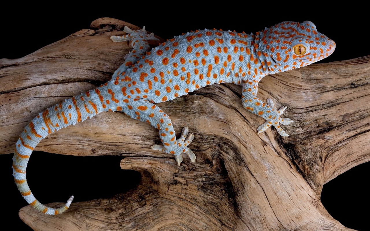 Голубой геккон Токи сидит на сухой коряге
