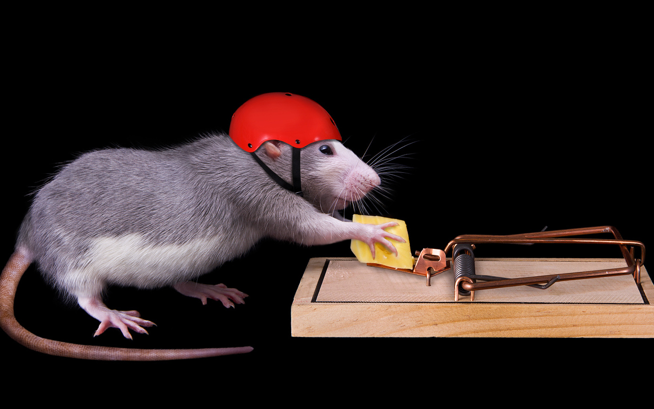 Крыса в шлеме ворует сыр из мышеловки