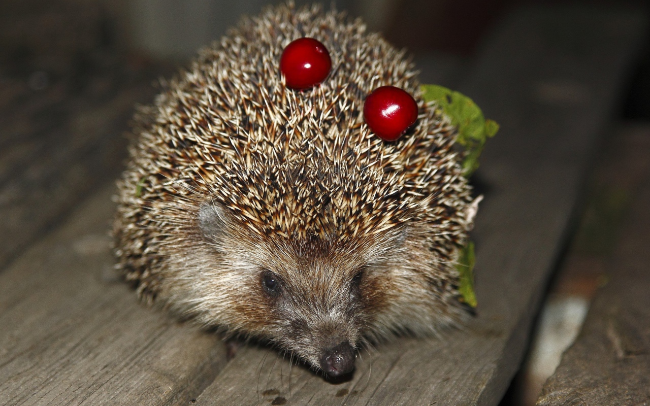 Колючий ежик с черешнями на иголках
