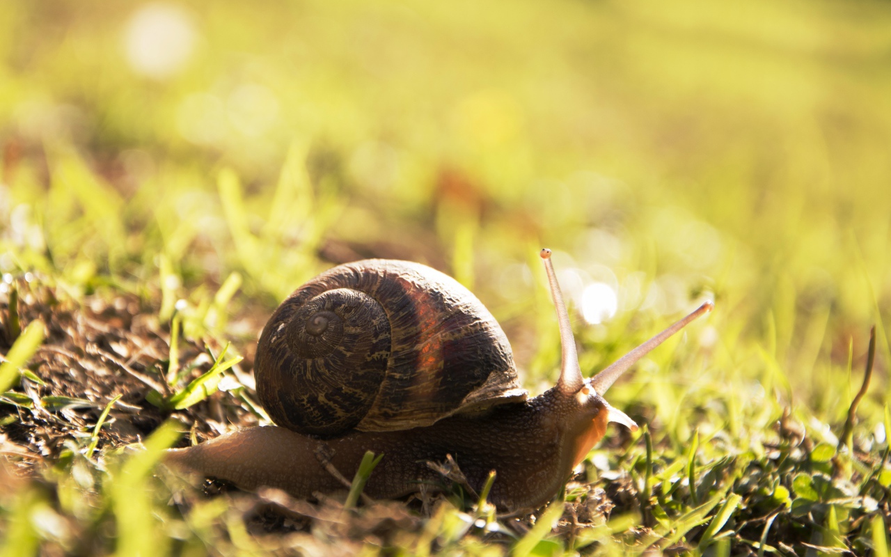 Большая улитка на траве