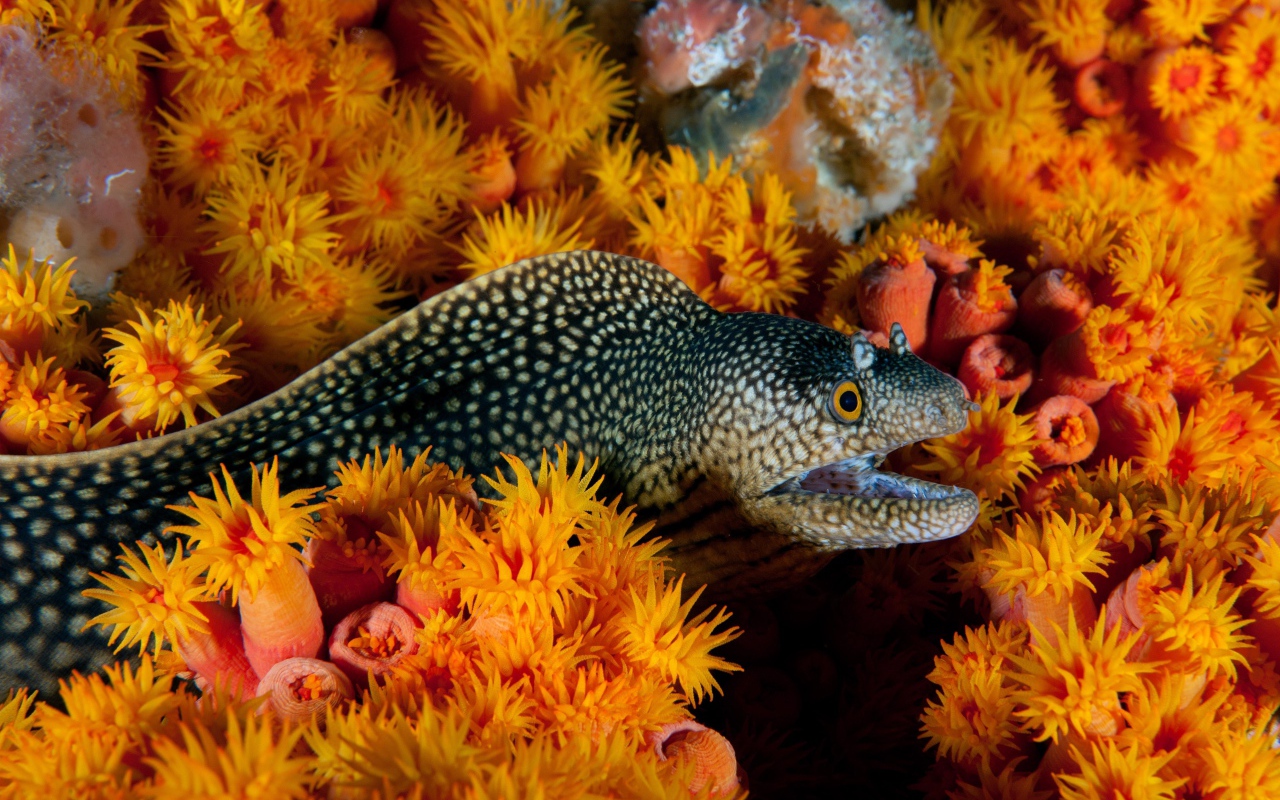 Мурена и морские анемоны под водой