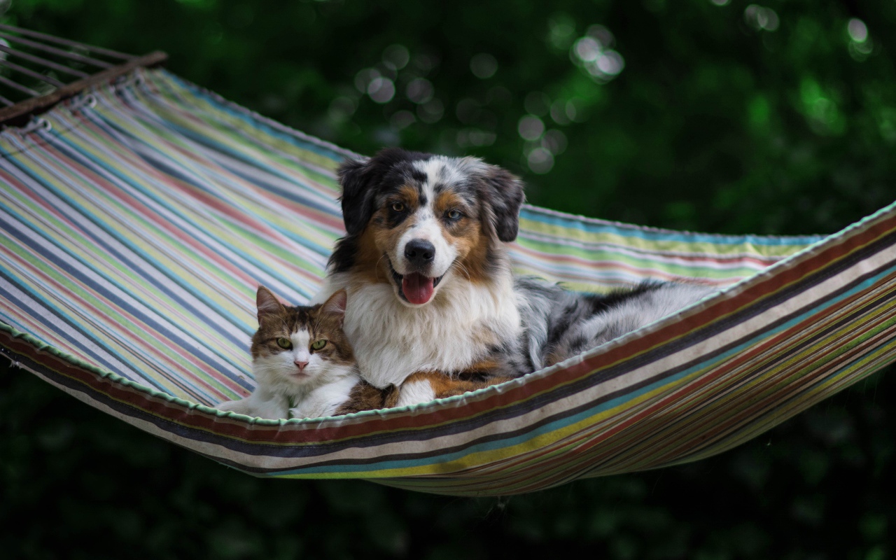 Собака и кот лежат в гамаке 