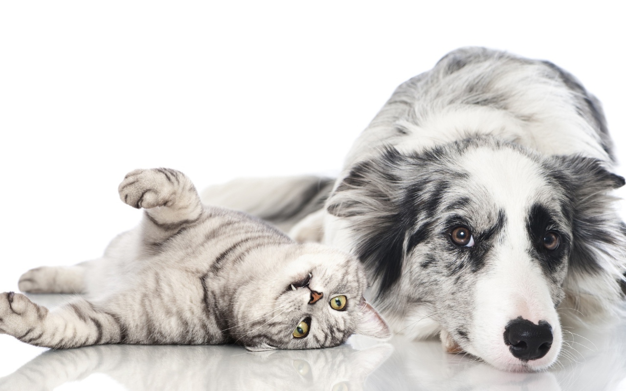 Австралийская овчарка и шотландский кот на белом фоне