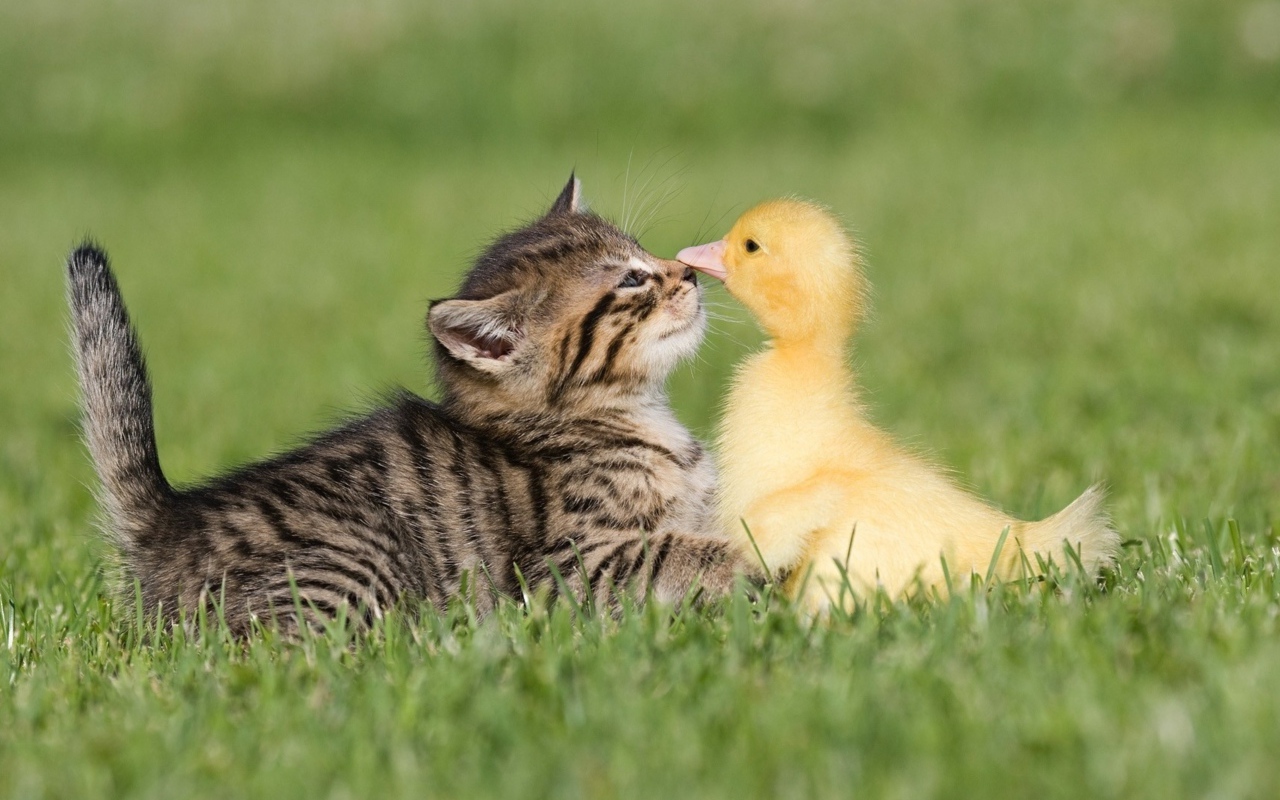 Маленький серый котенок с утенком на зеленой траве