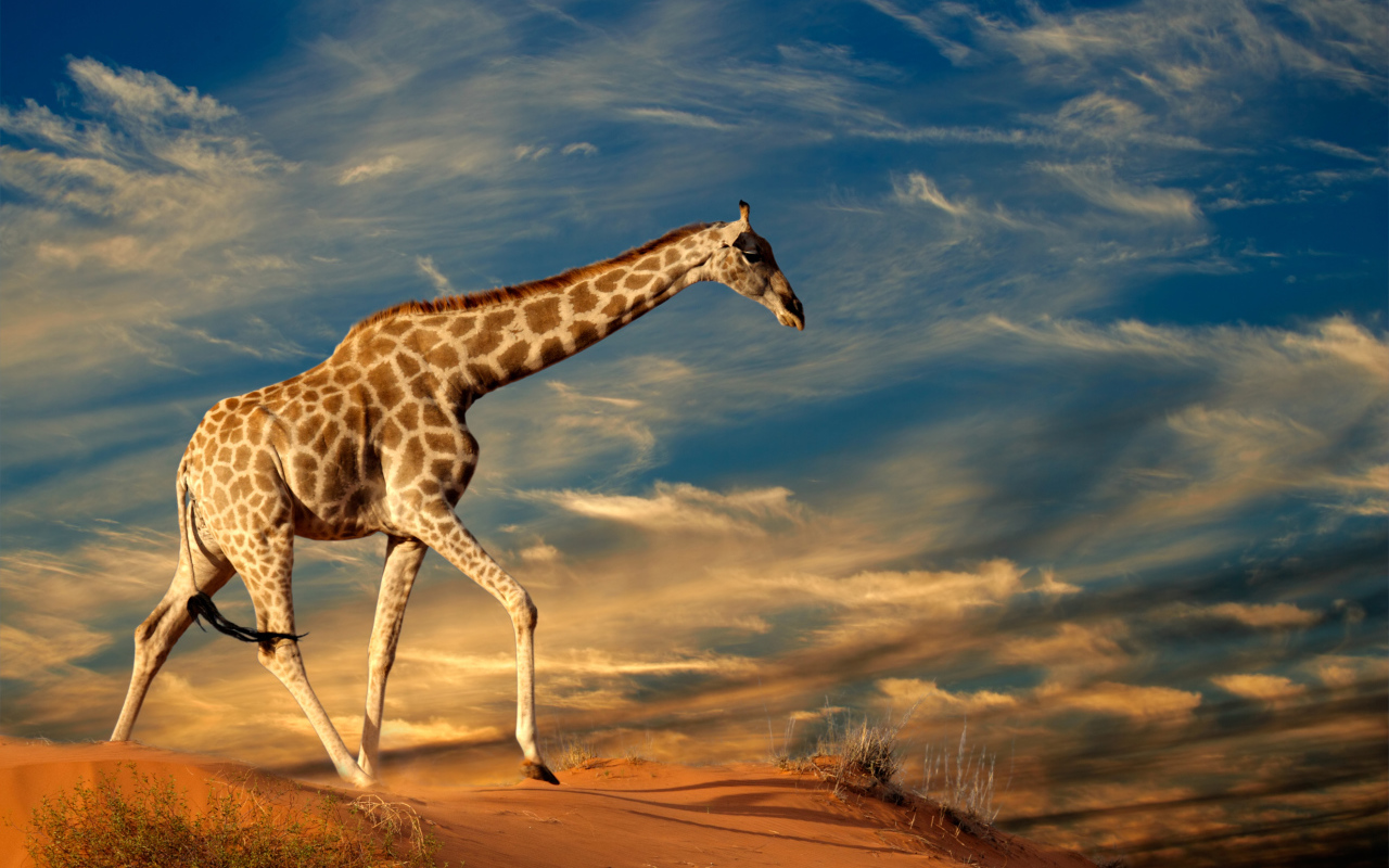 Большой жираф под красивым облачным небом