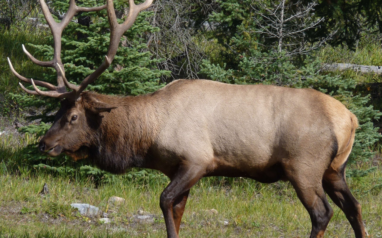 Олень с большими рогами в лесу