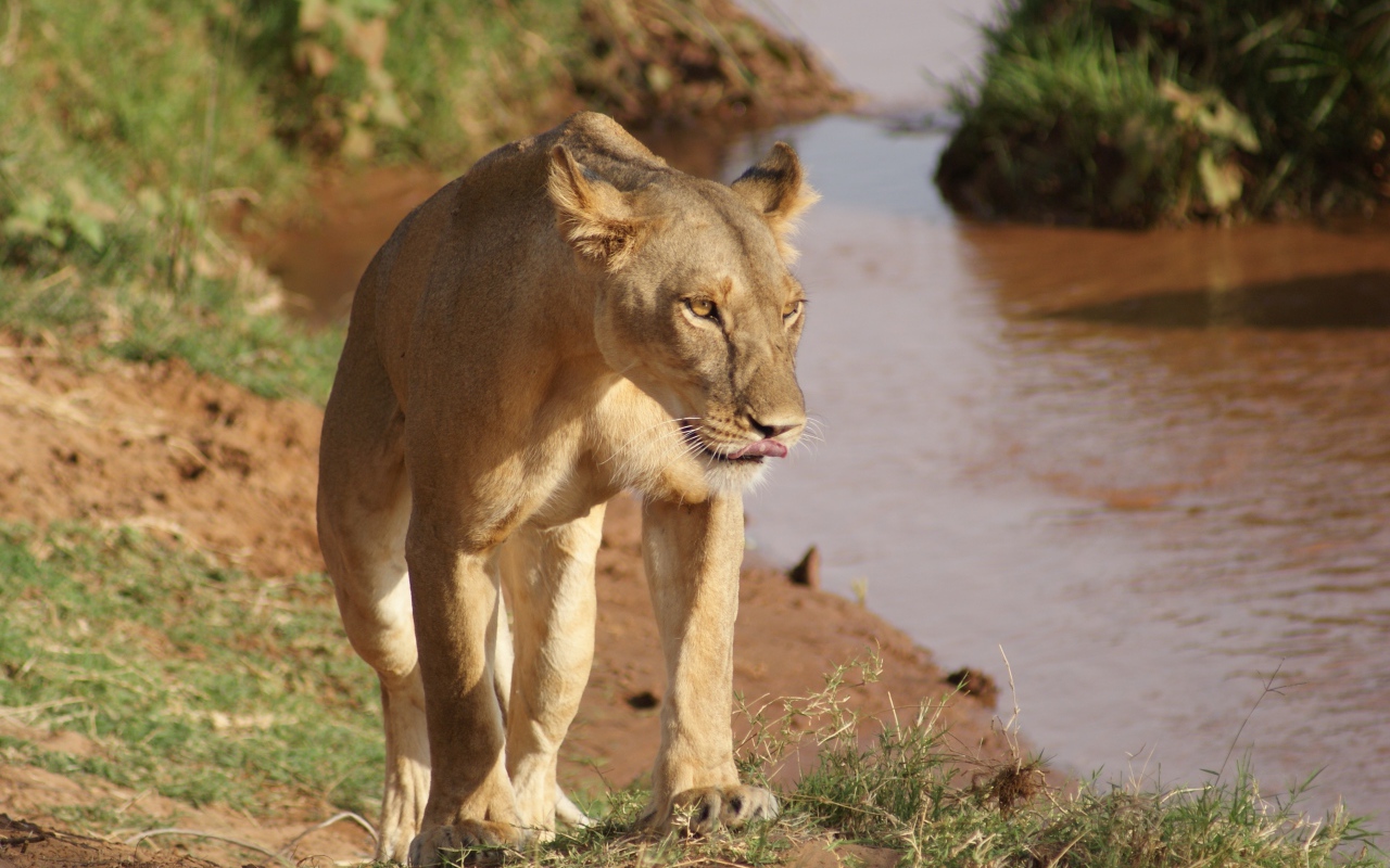 Большая львица идет по берегу водоема