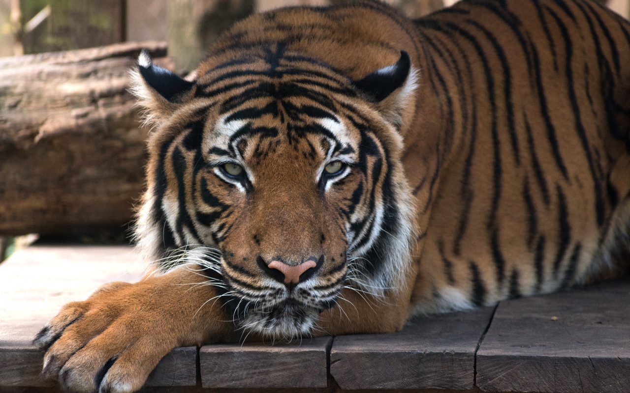 Большой полосатый тигр лежит на деревянном полу 