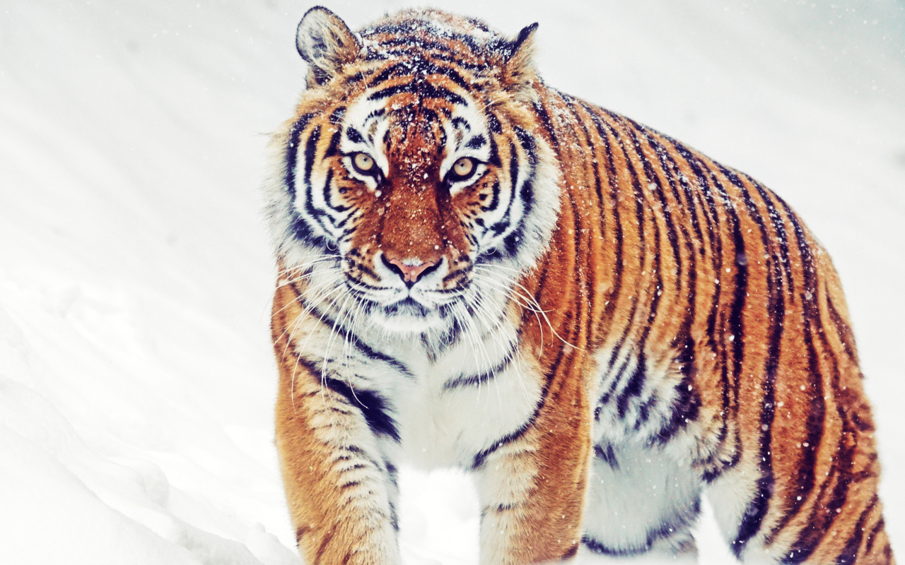 Большой полосатый тигр идет по снегу зимой