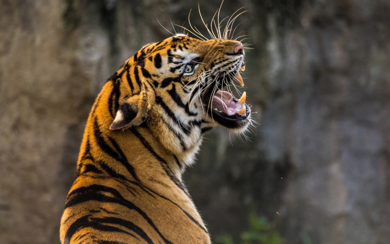 Большой тигр с грозным оскалом