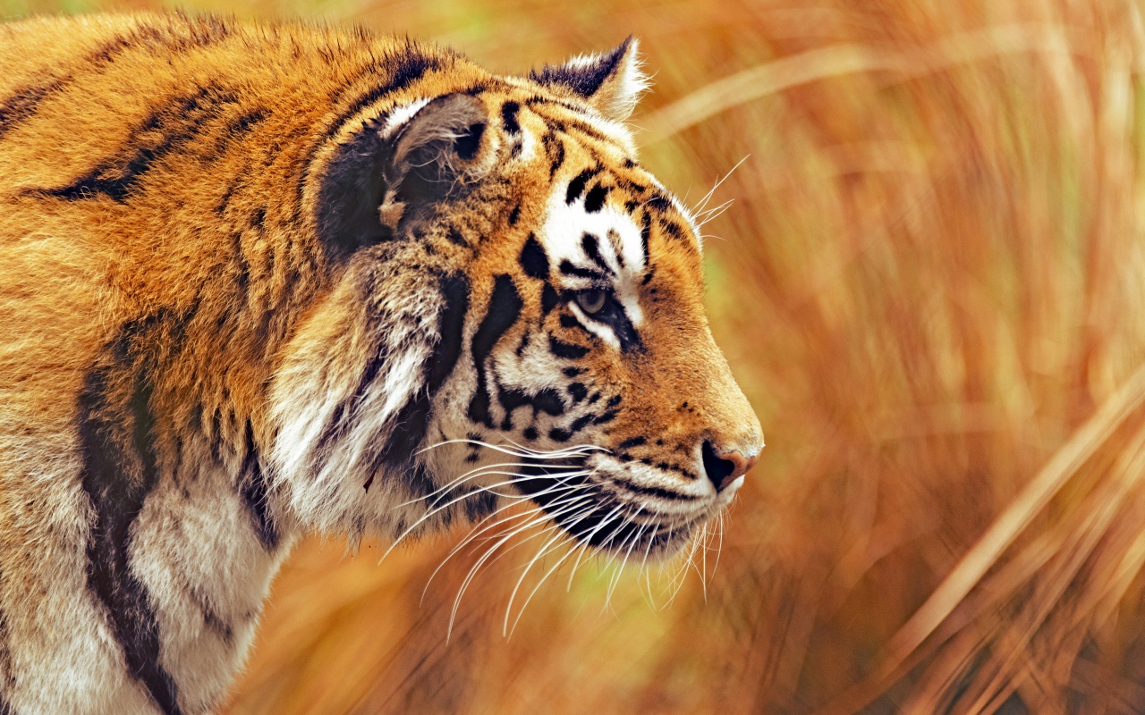 Большой бенгальский тигр крадется в траве