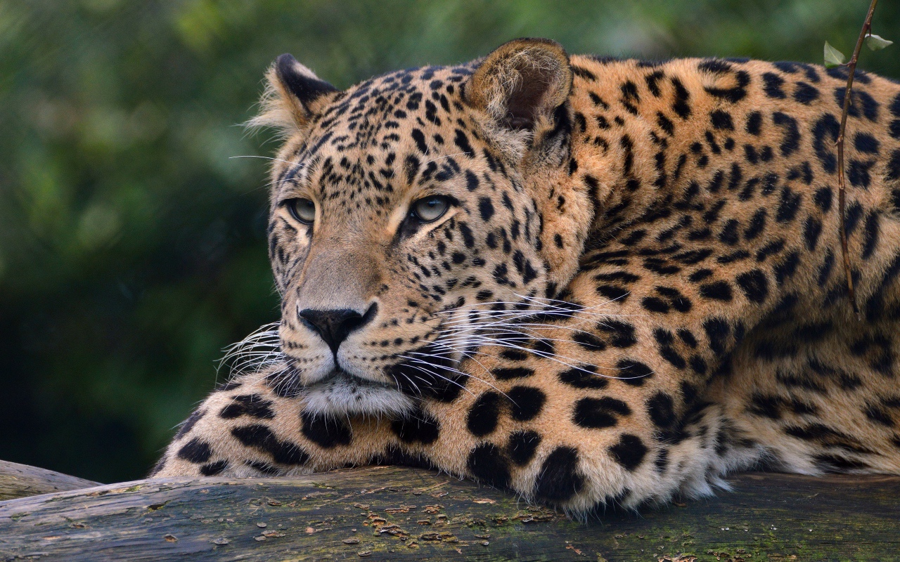 Большой красивый пятнистый леопард крупным планом