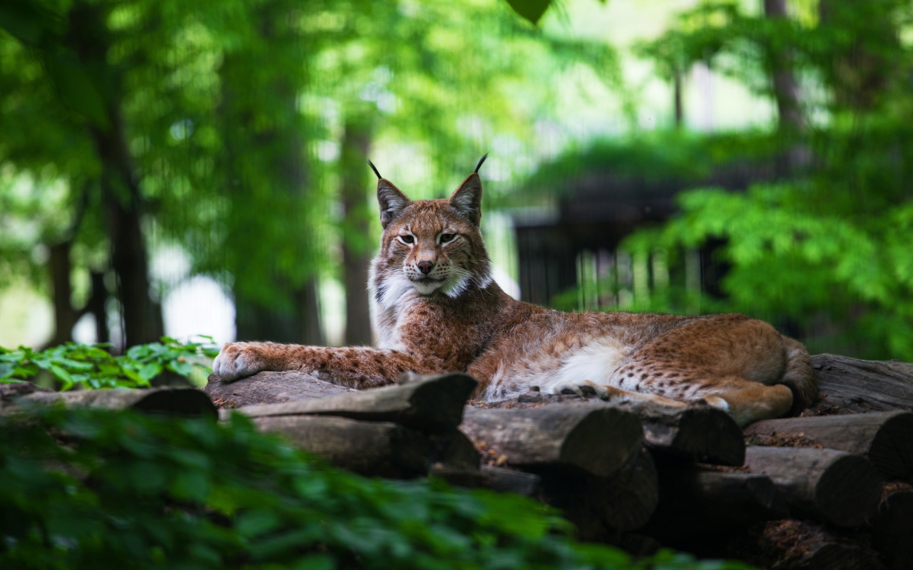 Большая рысь лежит на сухих деревьях