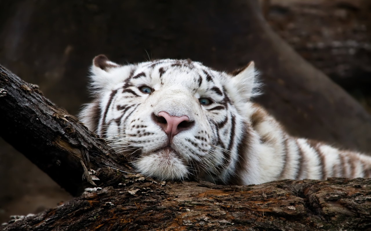 Большой белый тигр лежит на дереве