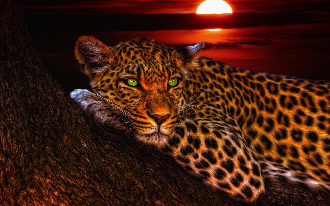 Зеленоглазый леопард лежит на дереве на закате солнца