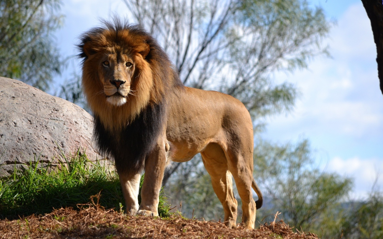 Большой грациозный лев у камня