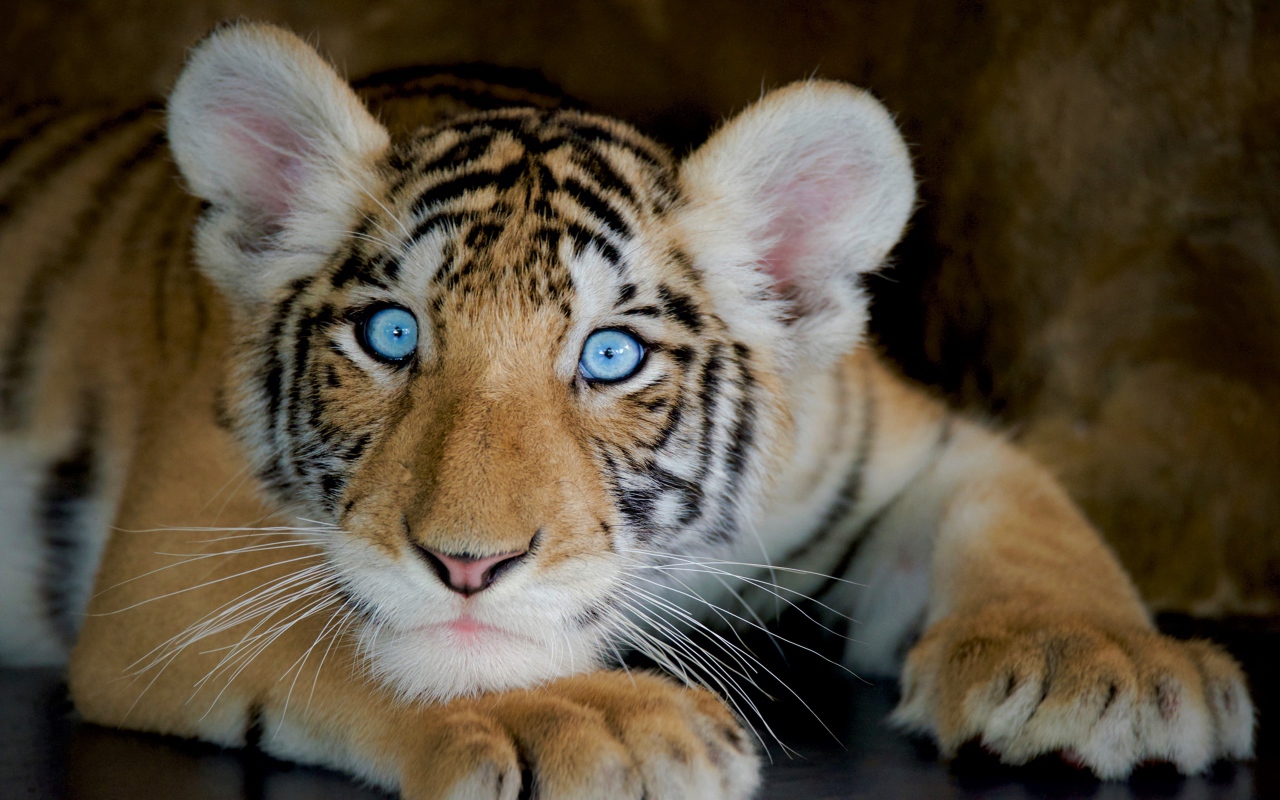 Little beautiful blue-eyed tiger cub