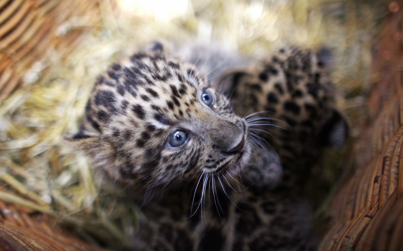 Маленький испуганный детеныш леопарда в корзине