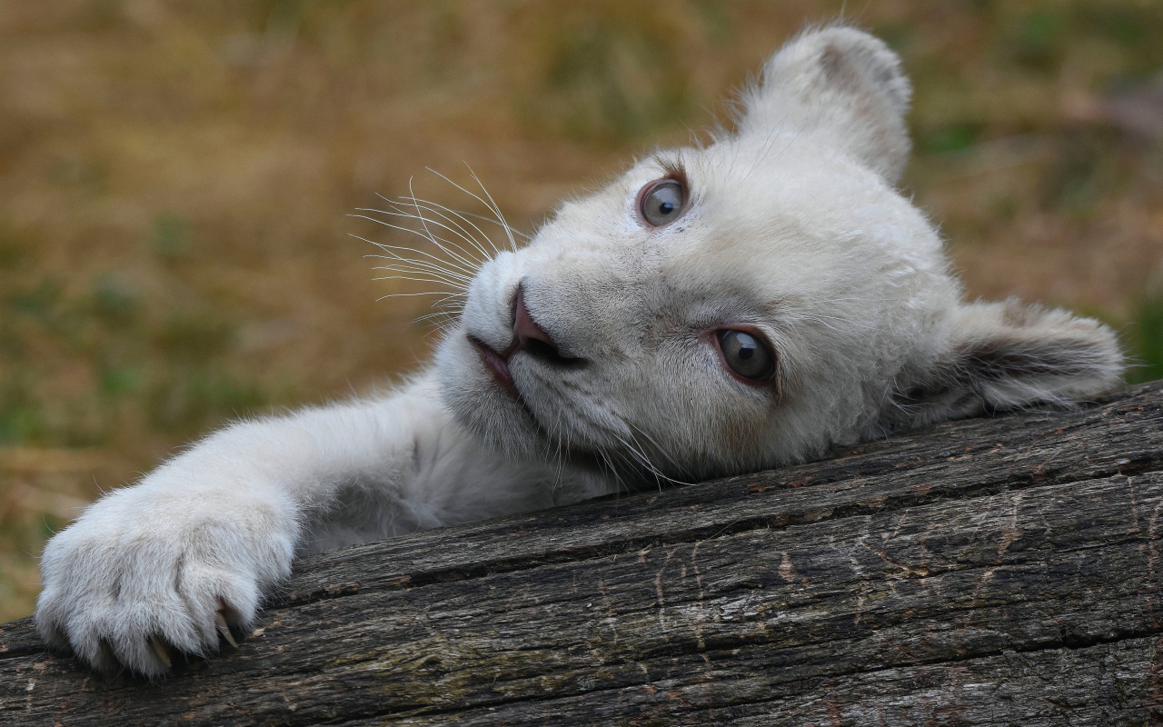 Маленький белый львенок лежит на дереве 