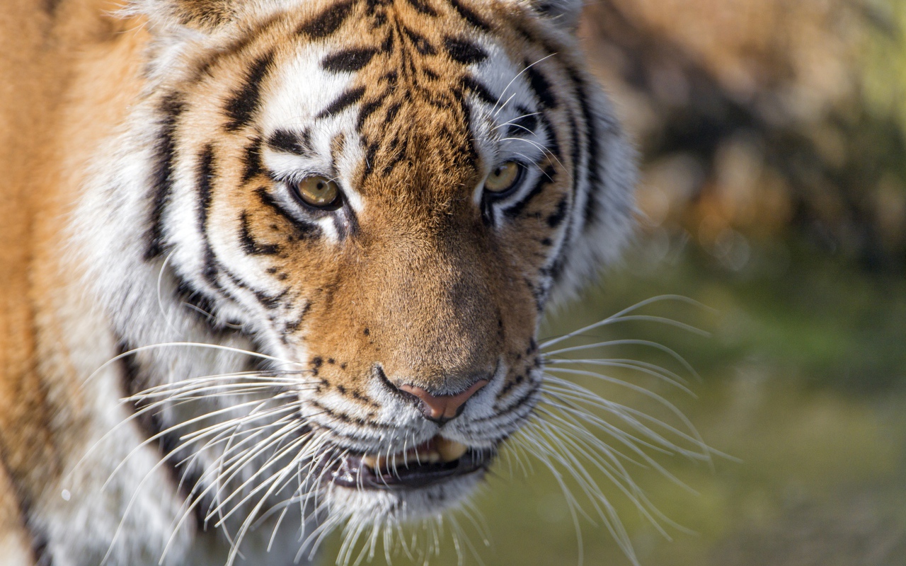 Морда большого тигра